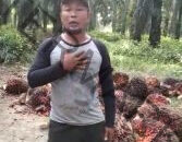 Petani Lampung: Kebijakan ekspor migor dan CPO dapat sejahterakan para petani kelapa sawit