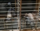 Curi 6 Burung Dara Seharga 10 Juta, Seorang Pemuda Ditangkap Polisi