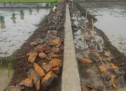 Di Duga Pekerjaan Talud Irigasi Sawah Desa Kali Pucang Wetan Kecamatan Batang Di Kerjakan Dengan Asal Asalan
