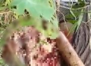 Wanita Diduga Korban Pembunuhan Ditemukan Mengapung Dialiran Sungai Way Seputih Handuyang Ratu