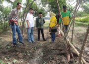 Tanggapi Jeritan Petani Singkong, Ketua MSI Jemput Bibit Singkong Unggulan Pertama Batang Tembus 23 Kg