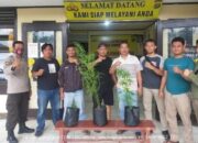 Polsek Sumber Jaya Temukan 3 Batang Tanaman Ganja Dalam Hutan Register 45