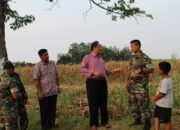 Pengecekan Kesiapan Panen Jagung Dilahan Demplot Kodim 0736/Batang