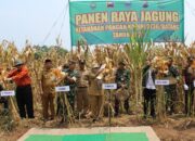 Panen Raya Jagung di Demplot Kodim 0736/Batang Desa Krengseng
