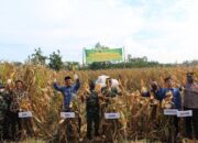 Kodim Batang Kembali Laksanakan Panen Jagung, Hasilnya Dibagikan ke Warga