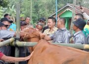 Wabup Lampura Ardian Saputra, Hadiri Penyuntikan Vitamin Dan PMK Untuk Ternak Sapi Di Kemalo Abung, Abung selatan