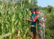 Program Unggulan Ketahanan Pangan Kodim 0736/Batang