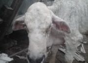 Peternak Sapi di Kampung Negara Bumi Udik Meradang Akibat Penyakit LSD