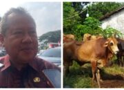 Lurah mengeluh jadi sapi perah camat,di minta sokongan beli sapi buat kurban