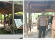 Dua Ekor Sapi Kondisi Hamil di Gondol Maling di Desa Ketapang Lamsel