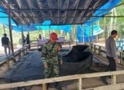 Pelaku Sabung Ayam di Tanjung Sari Kocar-Kacir di  Grebek Polisi.