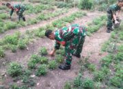 Manfaatkan Lahan Kosong, Anggota Koramil 421-09/TJB Wujudkan Program Ketahanan Pangan