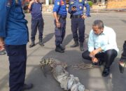 Satu Ekor Buaya Ukuran 2 Meter di Tangkap Nelayan di Pantai Sukaraja