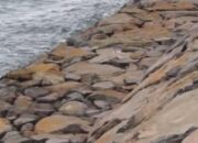 Dugaan Korupsi Proyek Breakwater Pasca Tsunami di Lamsel