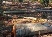 Diduga Kuat Kades Jadi Dalang Penebangan Kayu  di Hutan Kawasan Register 38