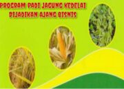 DIDUGA OKNUM KETUA GAPOKTAN DI KAMPUNG SRIKENCONO BARU BUMI NABUNG LAMPUNG TENGAH GELAPKAN PROGRAM BANTUAN UPSUS PAJALE TA 2023