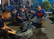 Buaya 3 Meter Diamankan dari Kali Koala, Bumi Waras Bandar Lampung