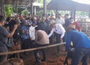 Peternak Banyak Merugi Akibat Dampak Impor Daging Kerbau India.