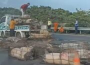 Babi terguling di Jalan Tol Jagorawi