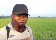 Petani Padi Sawah Di Kecamatan Anaktuha Meradang Akibat Sundep