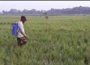 Terserang Hama Ulat, Ratusan Hektar Tanaman Padi Kecamatan Anak Tuha Terancam Gagal Panen