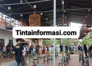 AQILA CUP 1 Ramaikan Gantangan Burung Kicau Golden Star 29 Banjarsari