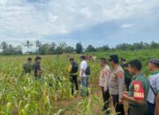 Penemuan Mayat Wanita dalam Karung di Kebun Jagung Lampung Timur