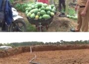 Dampak Kemarau, Menjaga Kesetabilan Hasil Panen Petani Harus Sedot Air Sejauh Satu Kilometer