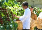 Kunker Presiden Joko Widodo Hari Ke Dua Di Lampung