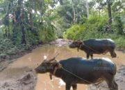 Jalan Penghubung Dua Desa Maupun Dua Kabupaten Keadaan Rusak Parah Persis Seperti Kubangan Kerbau