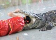Warga Labuhan Ratu Lampung Timur Mancing di TNWK, Tewas di Terkam Buaya