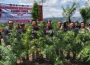 Tim Terpadu Lakukan Pemusnahan Ladang Ganja Seluas 2 Hektar 20 Ribu Batang