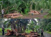 Polisi Ringkus Pelaku Penebang Kayu Hutan Lindung Berikut Barang Bukti