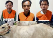 Tekab 308 Presisi Polres Lamsel Tangkap Tiga Tersangka Pencurian Dua Ekor Sapi
