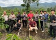 Satreskoba Bersama Satmapta Polres Lampung Barat Polda Lampung Berhasil Ungkap Kasus Ladang Ganja di Oku Selatan Sumatera Selatan