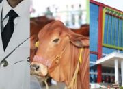 Makin Banyak Pengakuan Tindakan Camat “Tegik” Lurah Sokongan Beli Sapi Kurban, Ini Bagian dari Tradisi Musiman