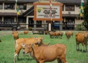 Terkait Pengadaan Hewan Ternak, Direktur CV. Ratu Mas Inten Akui Hanya Untuk Handel Pekerjaan Disnakkeswan TA 2020, 2021 dan 2022