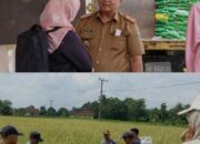 Program Tani Berjaya Lampung Tengah Tercoreng, Ulah Oknum Kadis Pertanian Arogan Tantang Wartawan