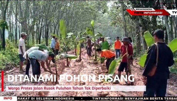 Jalan Rusak Ditanami Pohon Pisang, Bentuk Kekecewaan Warga Kepada Pemerintah