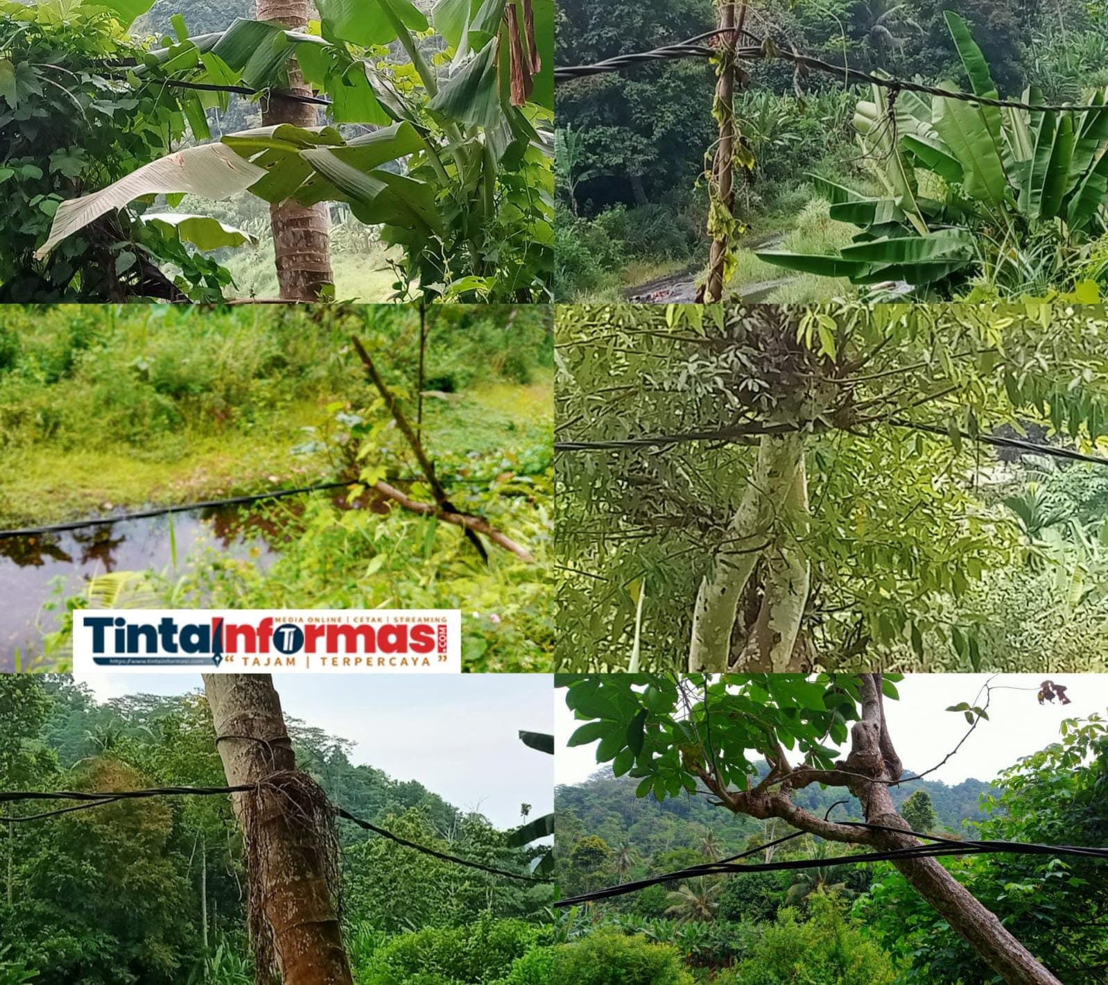 79 Tahun Merdeka : Kabel Listrik Tegangan Tinggi Panjang 5 Kilometer di Pekon Umbar Kelumbayan Tanggamus Pakai Tiang Ciptaan Tuhan