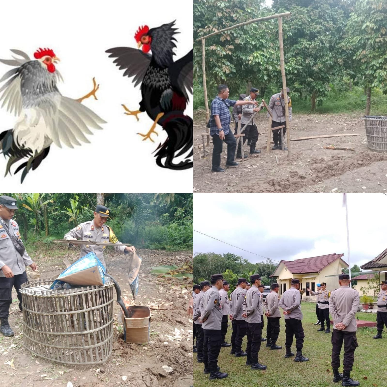 Desa lubuk rukam kecamatan Kandis di duga menjadi tempat Sambung ayam APH Gerak Cepat