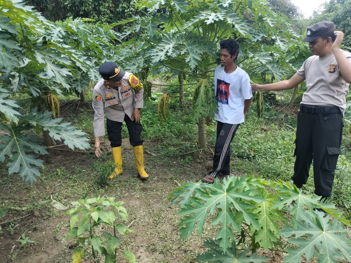 Program Ketahanan Pangan, Kapolsek Rantau Alai Cek Perkembangan Tanaman Pepaya di Desa Tanjung Mas