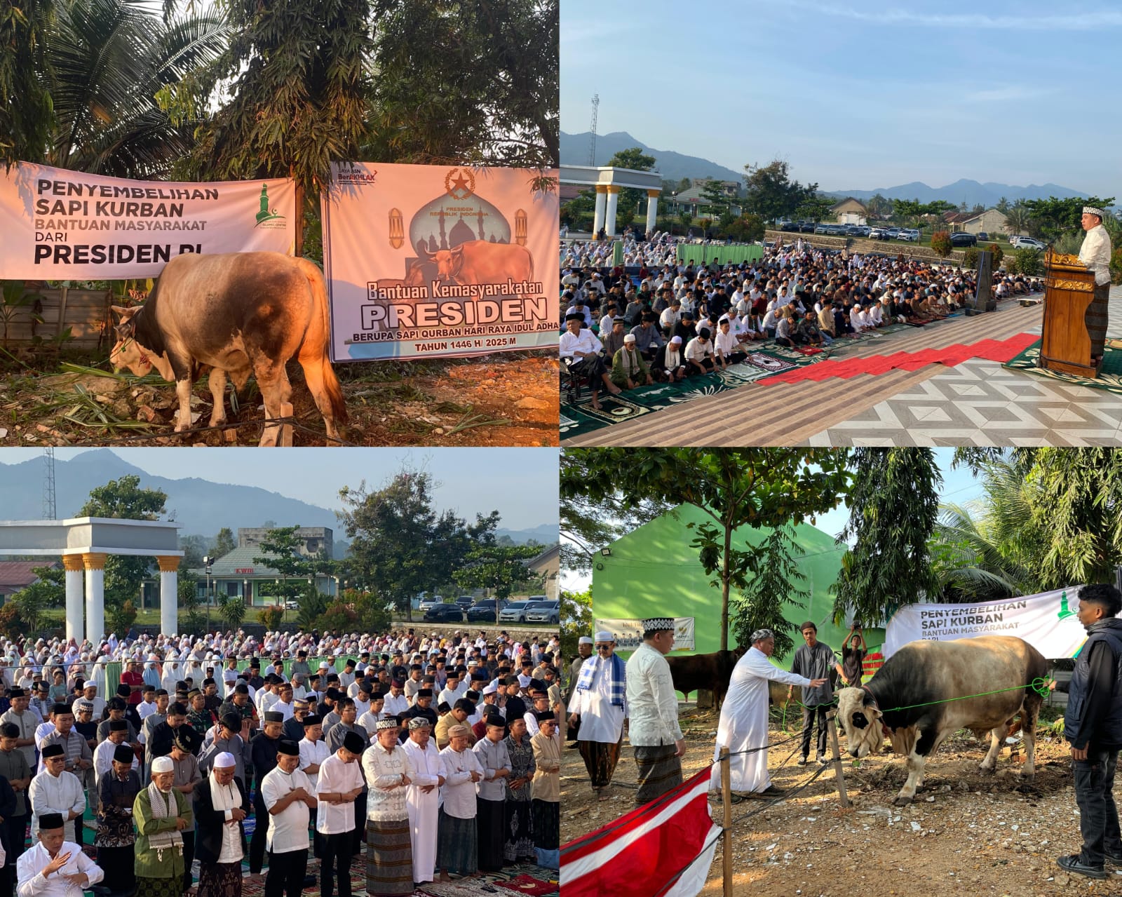 Idul Adha di Pesawaran Disambut Meriah Warga Dalam Makna Pengorbanan Dan Semangat Berbagi