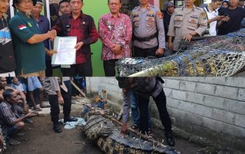 Kapolsek Semaka Dampingi Penyerahan Buaya Sepanjang 4,5 Meter di Sungai Semaka ke Tim BKSDA Lampung
