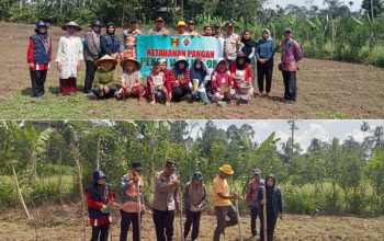 Dukung Ketahanan Pangan, Polres Tanggamus Tanam Jagung di Gunung Alip