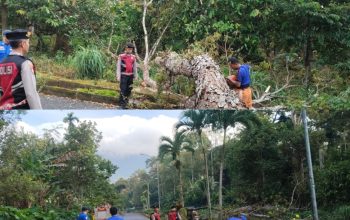 Polres Tanggamus dan Damkarmat Evakuasi Pohon Tumbang di Jalur Pemkab