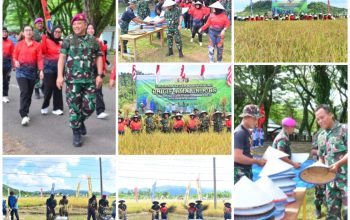 Wujud Nyata Dukung Ketahanan Pangan Nasional, Prajurit Yonif 9 Marinir Laksanakan Panen Raya Padi