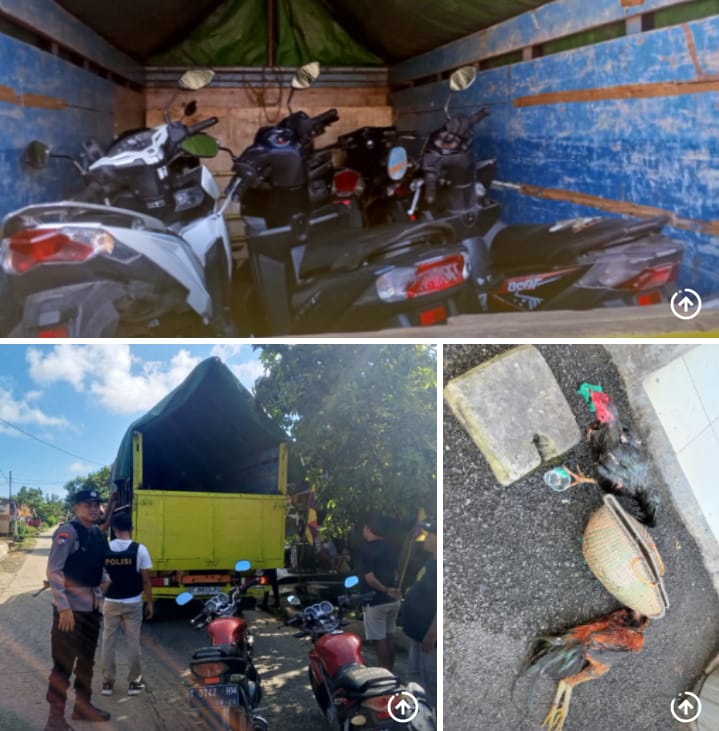 Polisi Gerebek Arena Sabung Ayam di Lampung Selatan, Puluhan Barang Bukti Diamankan