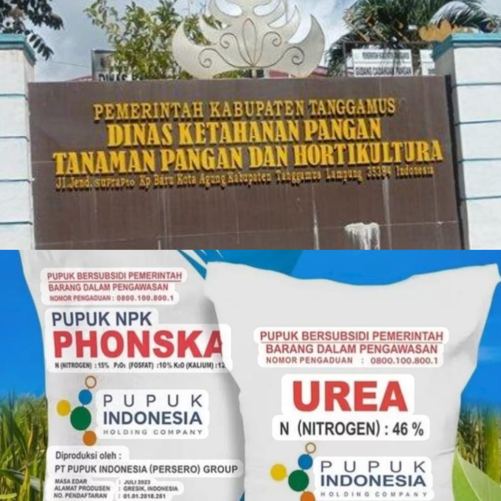 Keluhan Petani Tentang Harga Pupuk, Ini Penjelasan Kadis KPTPH Tanggamus