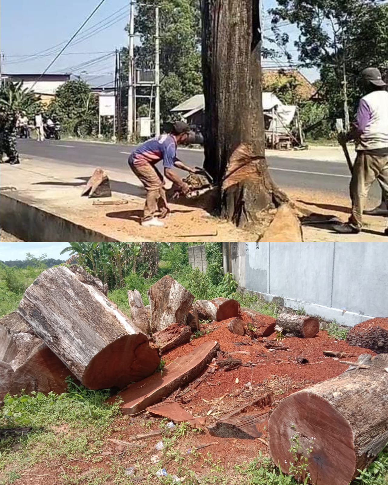 Batang Mahoni Milik Negara di Pekalongan Hilang Ditebang, Catut Nama BPBD